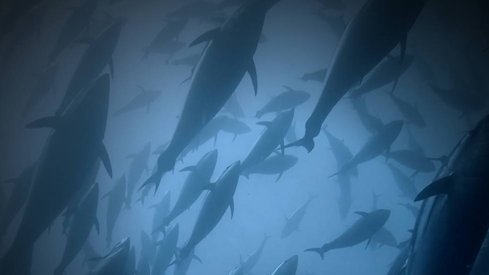 Fotogramma da La Lunga Rotta