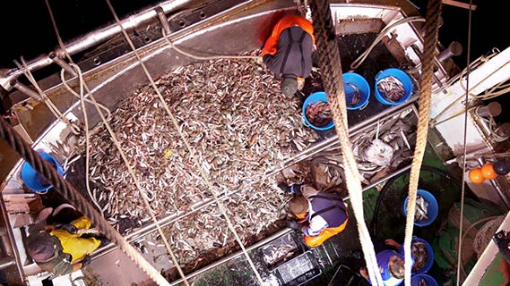 Fotogramma da PescAmare