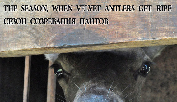Fotogramma da The Season, When Velvet Antlers Get Ripe