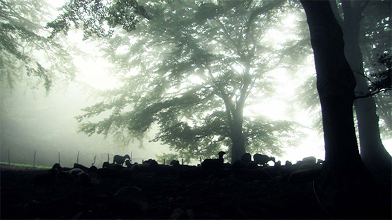 Fotogramma da Centoquaranta pecore nere